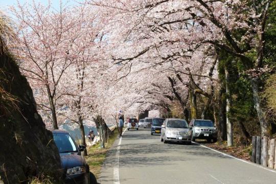 ³¤ÄÅÂçºê¤ÈÃÝÀ¸Åç