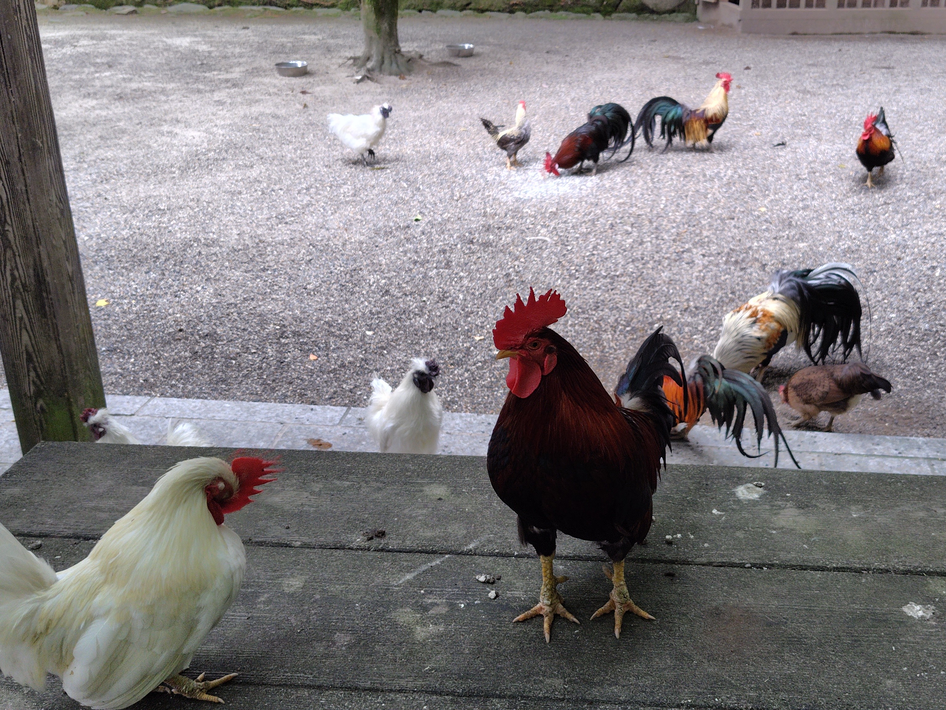 �����դ�ƻ��������